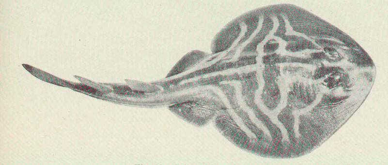 Trygonorrhina fasciata Müller & Henle, 1841
